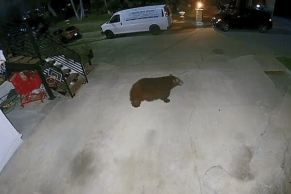 Bear knocks over Trash can, Alarms Burbank Residents amid week-long sightings