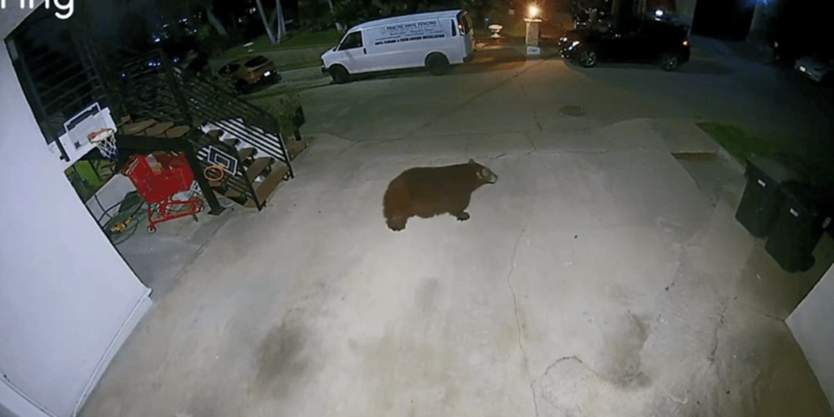 Bear knocks over Trash can, Alarms Burbank Residents amid week-long sightings
