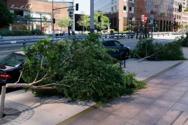 Chainsaw vandalism spree targeted trees in Downtown Los Angeles; Police investigating