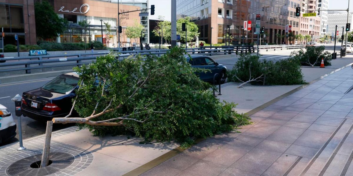 Chainsaw vandalism spree targeted trees in Downtown Los Angeles; Police investigating