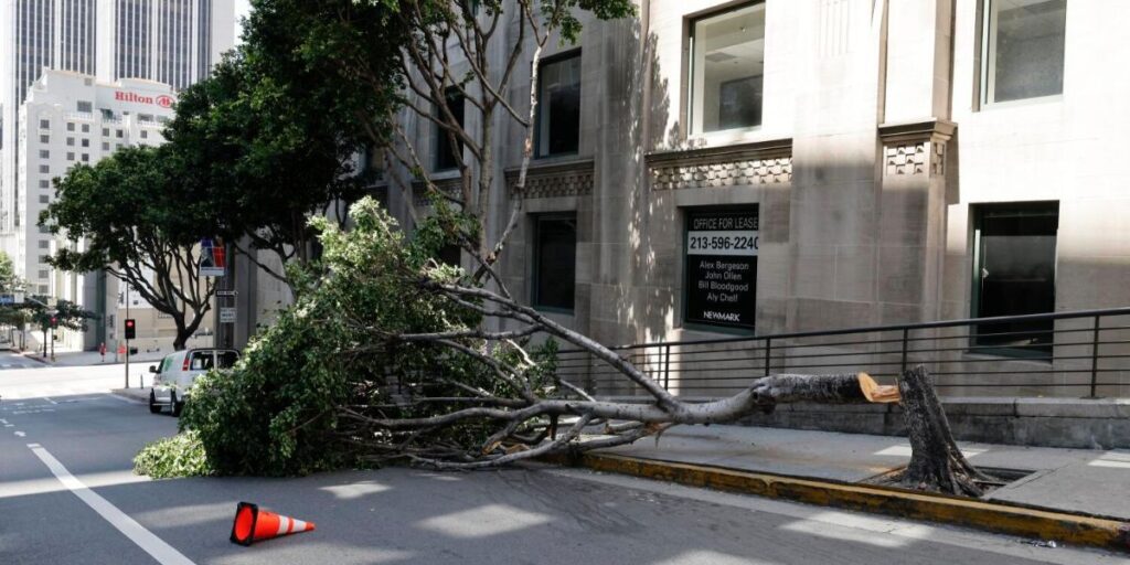 Chainsaw vandalism spree targeted trees in Downtown Los Angeles; Police investigating (1)