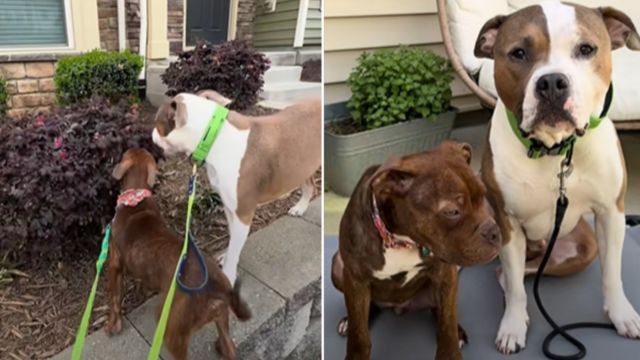 Cutest Copycat Ever North Carolina Woman Spots Foster Puppy Copying Her Dog’s Every Move