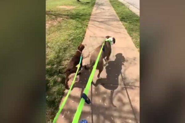 Cutest Copycat Ever North Carolina Woman Spots Foster Puppy Copying Her Dog’s Every Move
