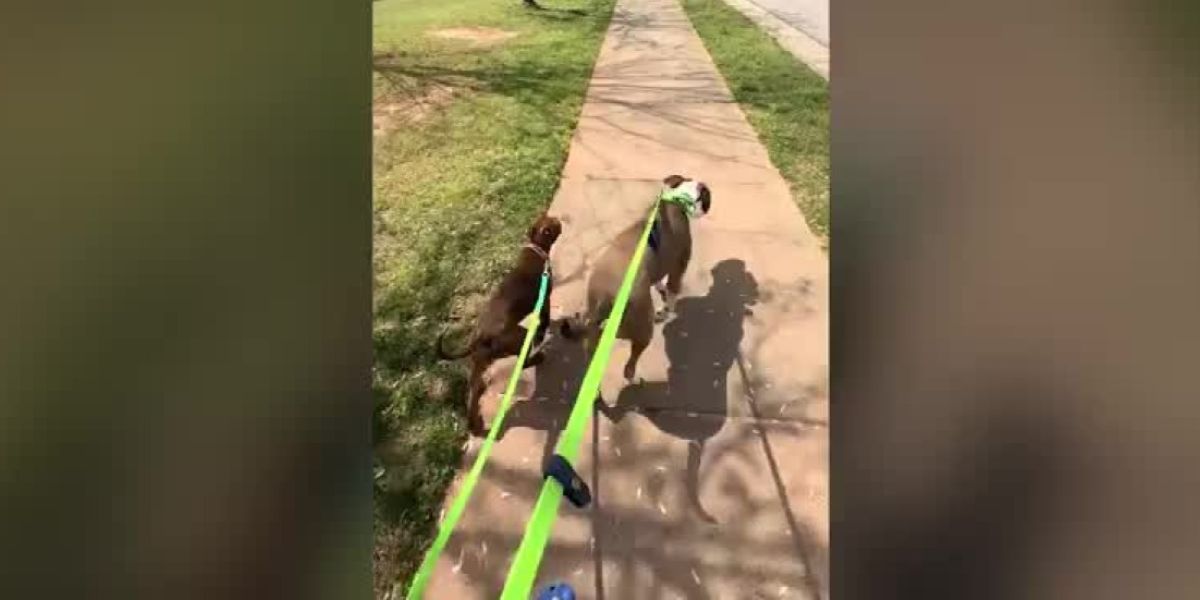 Cutest Copycat Ever North Carolina Woman Spots Foster Puppy Copying Her Dog’s Every Move