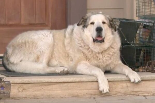 Desert Miracle Missing 2-Year-Old Found Thanks to Hero Dog Buford