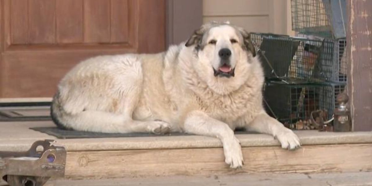 Desert Miracle Missing 2-Year-Old Found Thanks to Hero Dog Buford