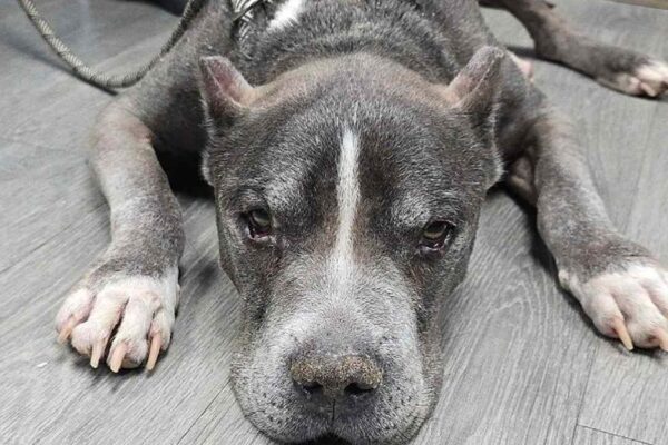 Detroit Rescue Alleges Owners Abandoned Elderly, Sick Dog by Reporting It as a Stray