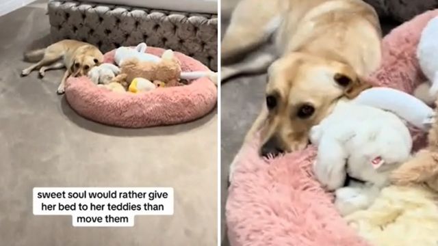Florida Woman Thought Her Dogs Wouldn’t Be Friends: What She Captured Will Warm Your Heart?