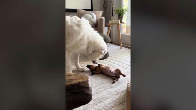 Florida Woman Thought Her Dogs Wouldn’t Be Friends What She Captured Will Warm Your Heart