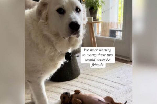 Florida Woman Thought Her Dogs Wouldn’t Be Friends What She Captured Will Warm Your Heart