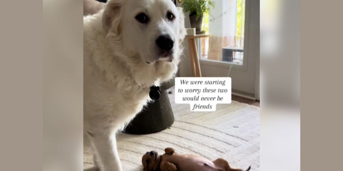 Florida Woman Thought Her Dogs Wouldn’t Be Friends What She Captured Will Warm Your Heart