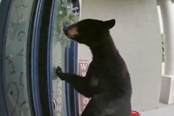 Florida woman swings cookies at Bear to save Dog in dramatic encounter
