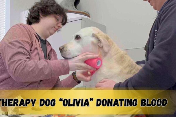 Superhero Dog Rushes to Donate Blood – Saves Child in Medical Emergency