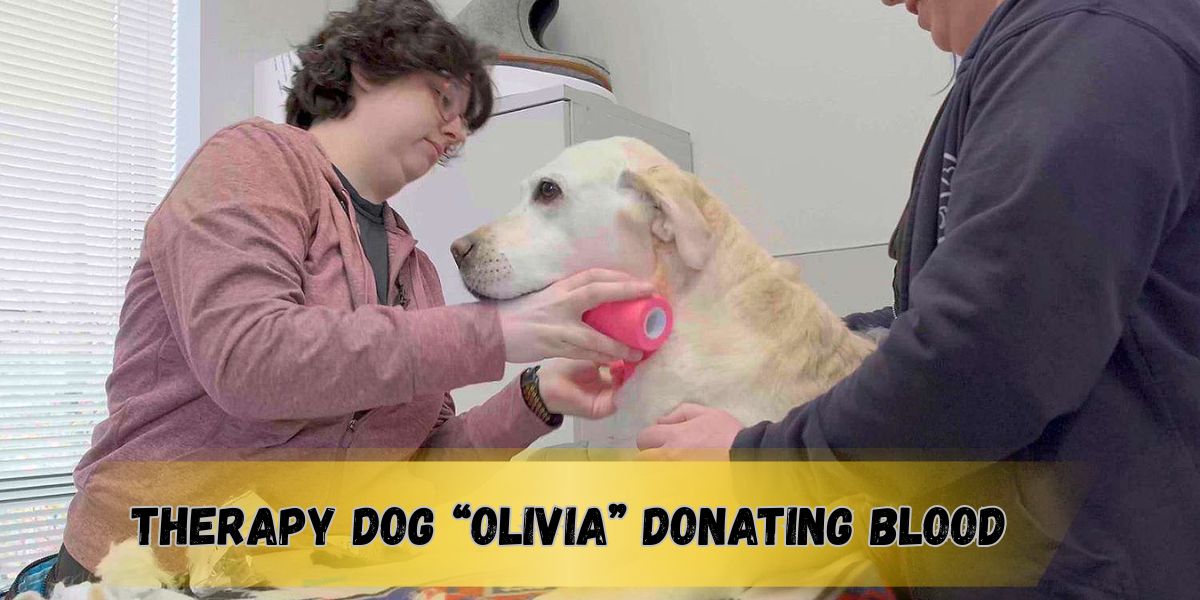 Superhero Dog Rushes to Donate Blood – Saves Child in Medical Emergency