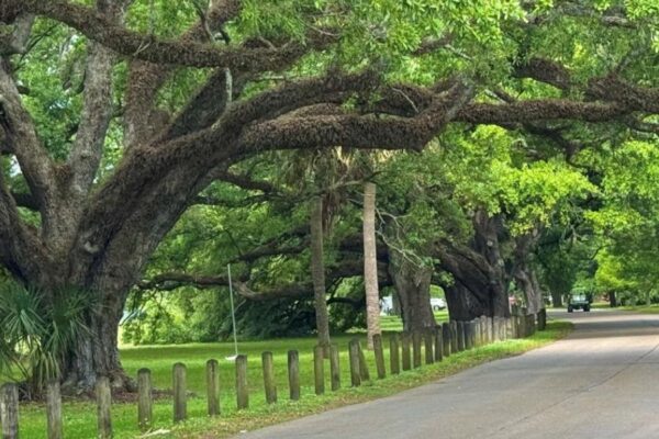 Jogger robbed at Gunpoint in New Orleans’ City Park, Police searching for suspect