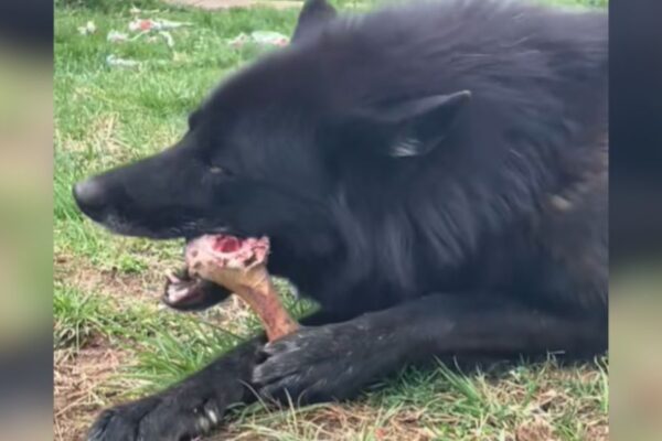 Man Thought He Adopted a Dog—DNA Says 'Surprise, It’s a Wolf!'