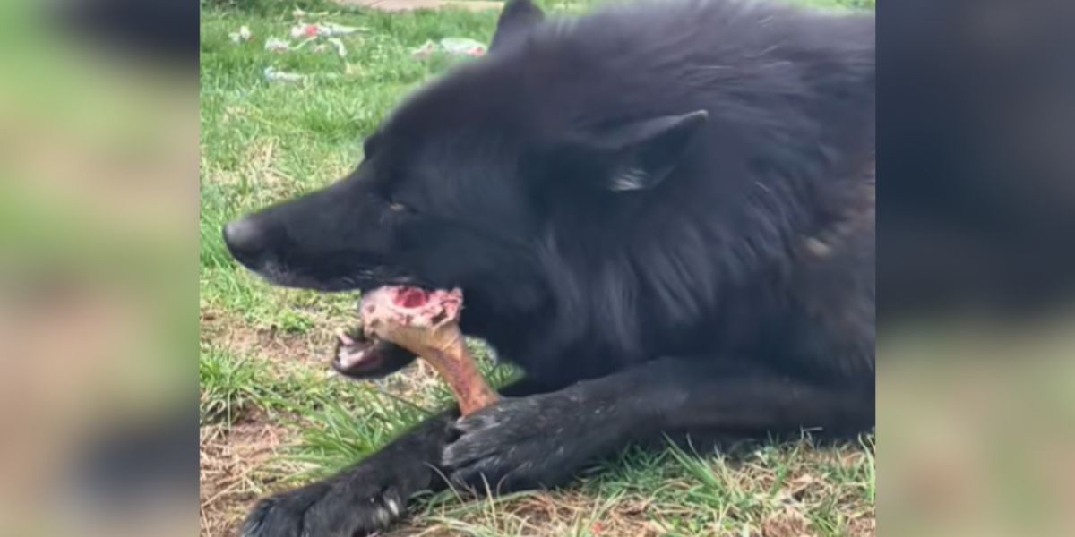 Man Thought He Adopted a Dog—DNA Says 'Surprise, It’s a Wolf!'