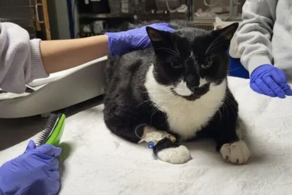 Raleigh family shocked after Cat was Shot, Still in care after shooting incident