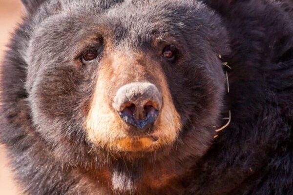 Rangers euthanize injured Bear after collision with Car in North Georgia