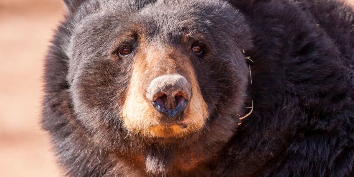 Rangers euthanize injured Bear after collision with Car in North Georgia
