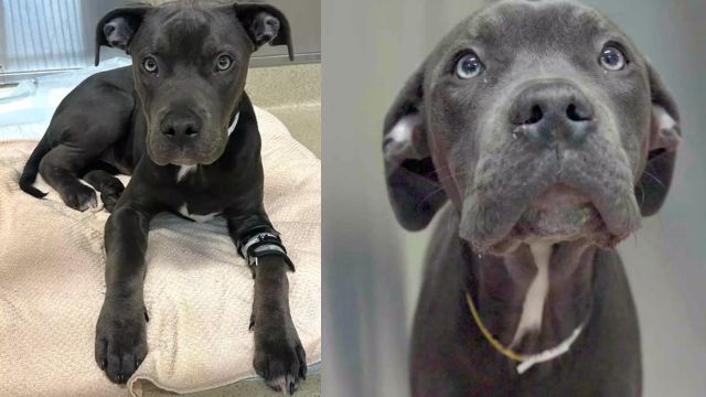 Superhero Dog Rushes to Donate Blood – Saves Child in Medical Emergency
