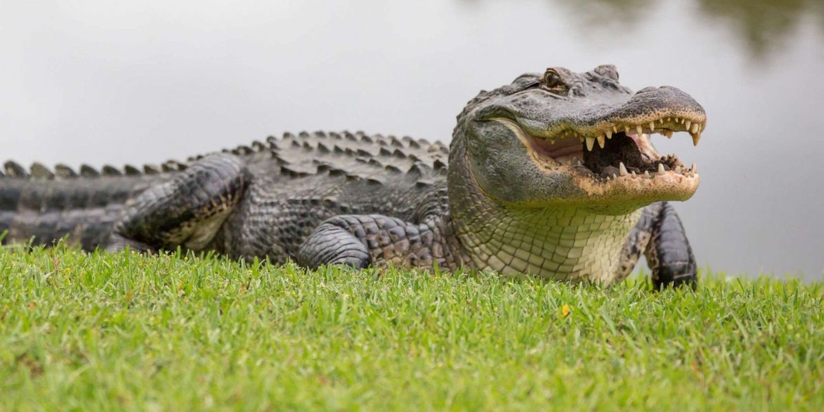 Wife uses tomato stake to battle Alligator attacking her husband in South Carolina