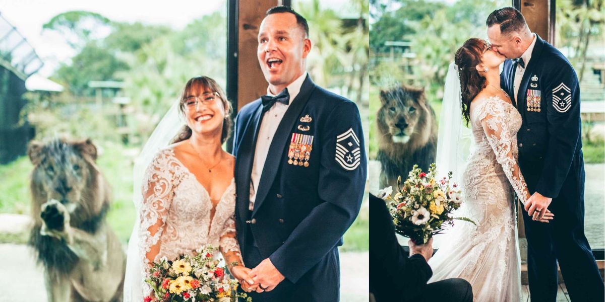 ‘No One Was Looking at the Bride’ Lion Crashes Florida Wedding in Epic Moment