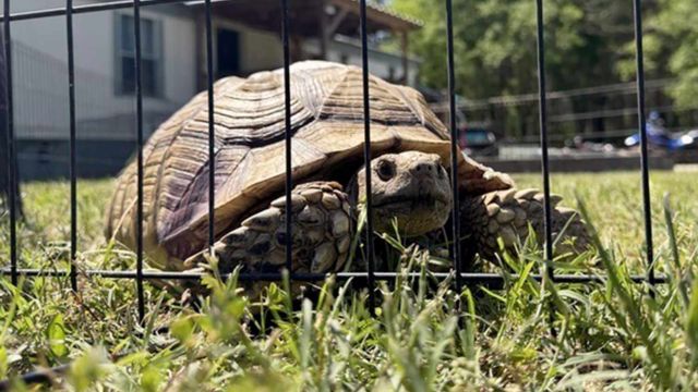 ‘Tornado Tortoise’ Survives Destructive Storms, Returns to Family After Weeks on the Run