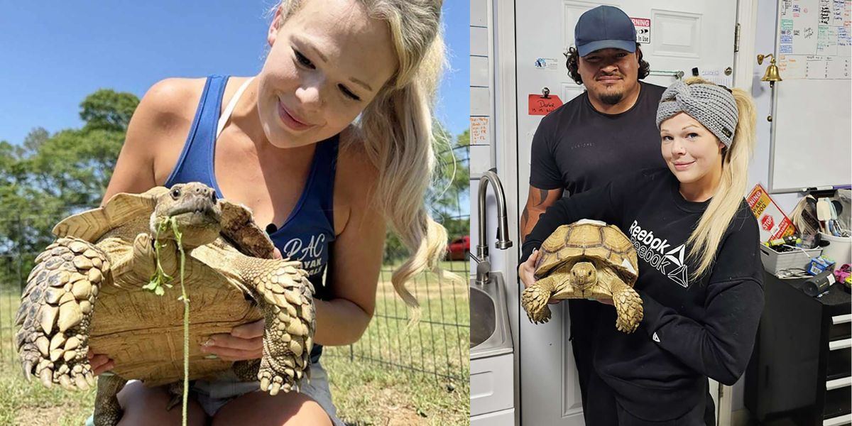 ‘Tornado Tortoise’ Survives Destructive Storms, Returns to Family After Weeks on the Run