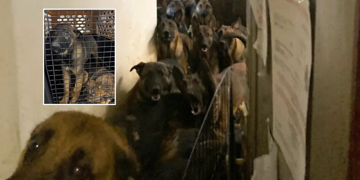 40 Belgian Malinois Dogs Rescued from NYC Apartment Cabinets and Closets