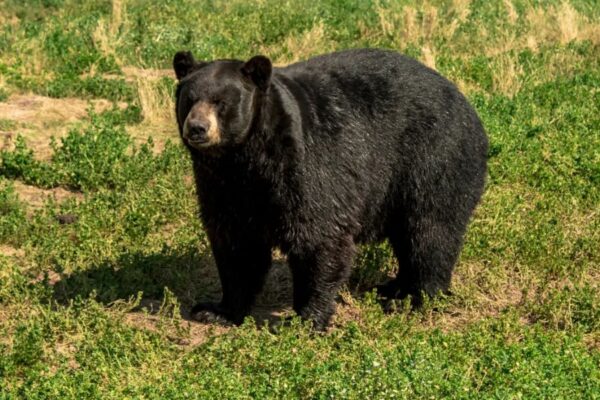 89-year-old Florida man and dog mauled to death, bear attack suspected near Everglades