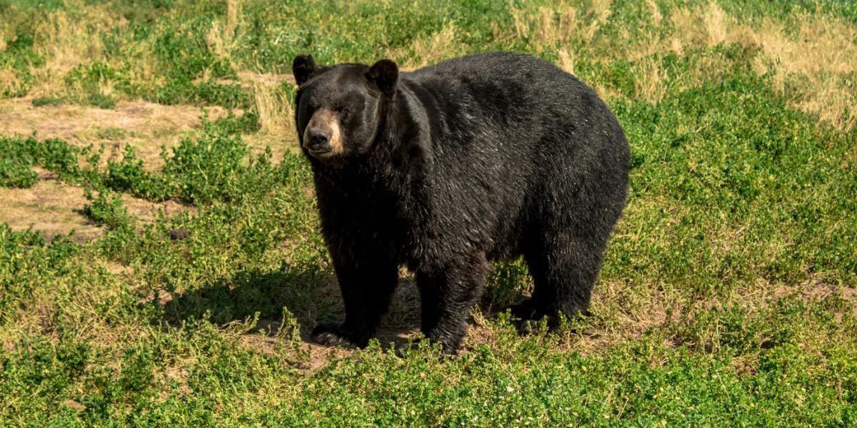 89-year-old Florida man and dog mauled to death, bear attack suspected near Everglades
