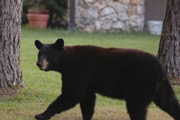 After 10-Year Pause, Florida Approves Controversial Black Bear Hunt