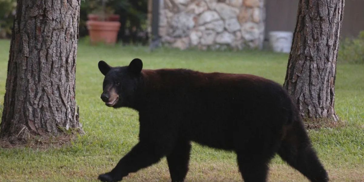 After 10-Year Pause, Florida Approves Controversial Black Bear Hunt