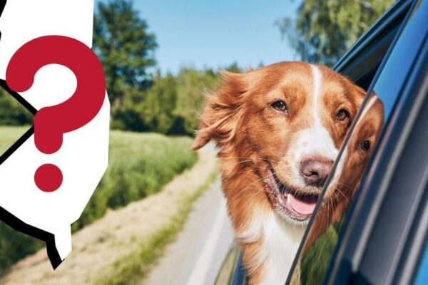 Avoid Fines Understanding Minnesota's Outdoor Pet Restraint Regulations