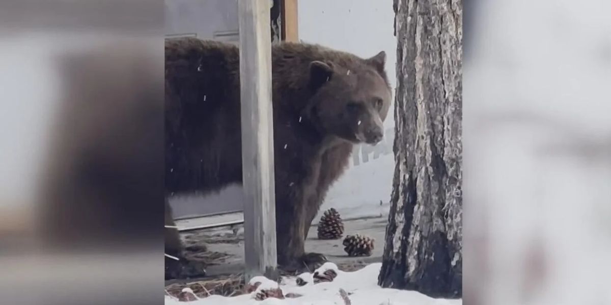 Bear Breaks Into Tahoe Shop, Walks Out with 3 Gallons of Ice Cream