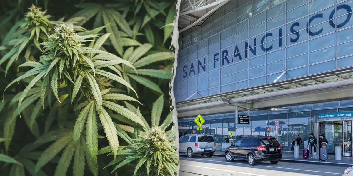 California Woman Faces Charges for Smuggling 151 Pound of Marijuana on Plane