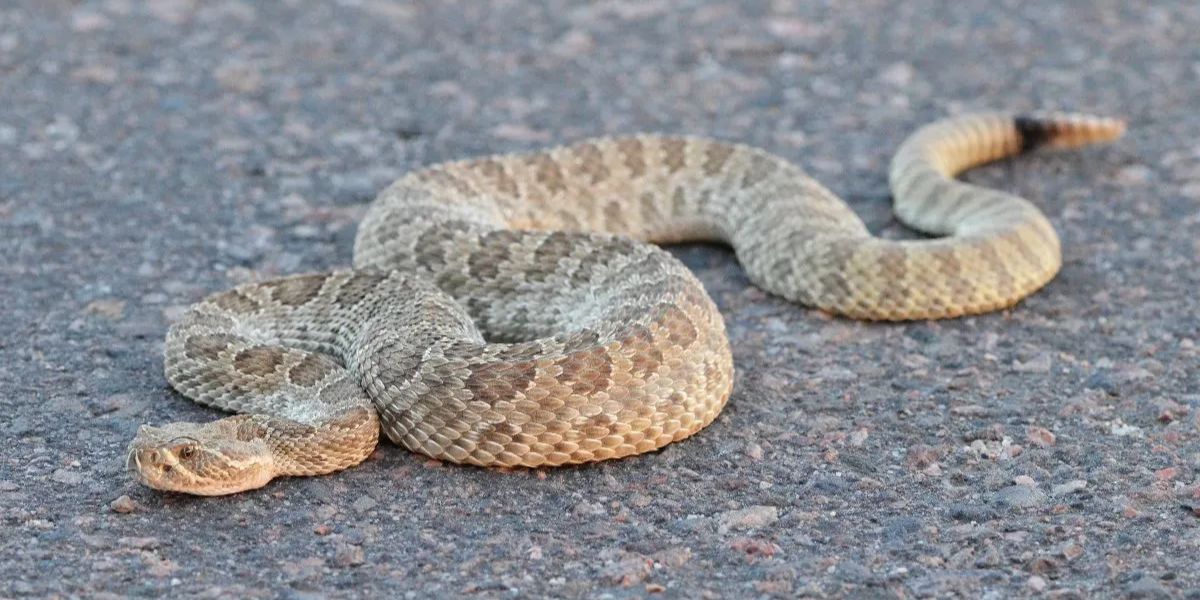 Colorado’s Rattlesnake Mega Den Reawakens — See Over 2,000 Snakes in One Place