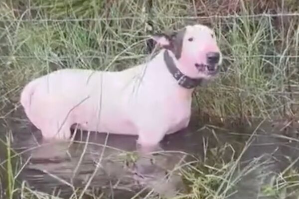 Dog Found Chained in Storm Prompts Florida to Strengthen Animal Safety Laws
