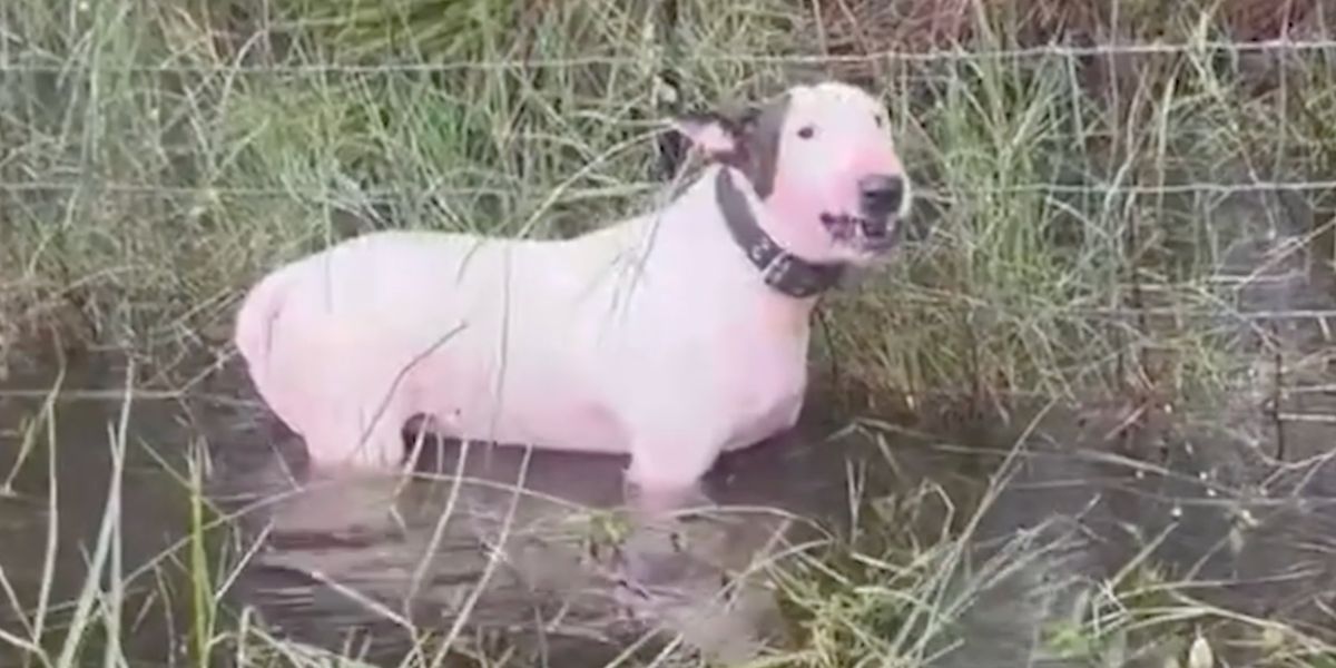 Dog Found Chained in Storm Prompts Florida to Strengthen Animal Safety Laws