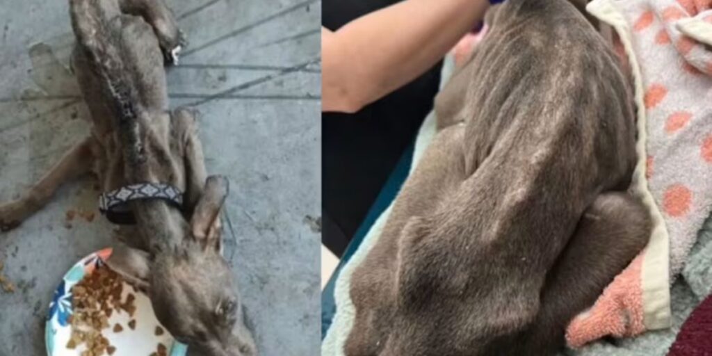 Dog locked in bathroom without Food or Water; 2 charged in Florida after pet rescued (1)