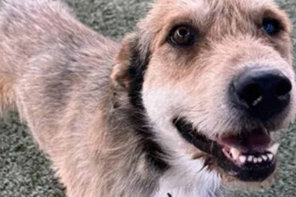 Dog with distemper Euthanized; Pinal County shelter implements EMERGENCY protocols
