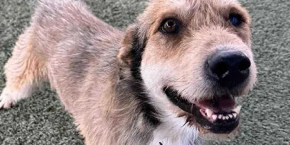 Dog with distemper Euthanized; Pinal County shelter implements EMERGENCY protocols