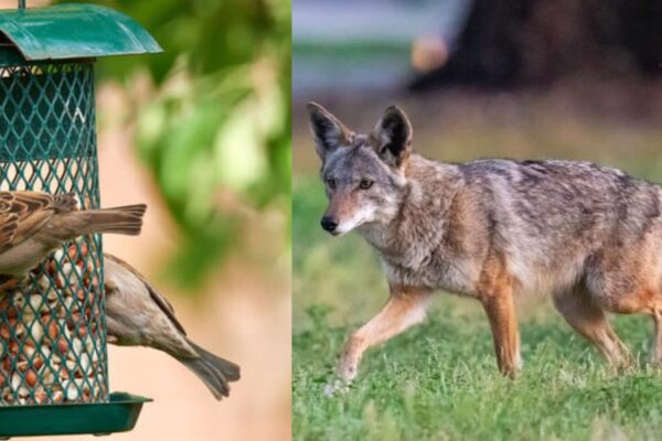 Barbecues, bird feeders, and backyard brush attracting Coyotes: SoCal residents taking notes