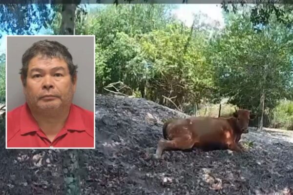 Florida Man Allegedly Shoots Neighbor’s Pregnant Cow 5 Times in Brutal Attack