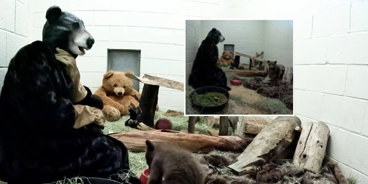 San Diego Humane Society Staff Wear Bear Costumes to Aid Cub Rehabilitation