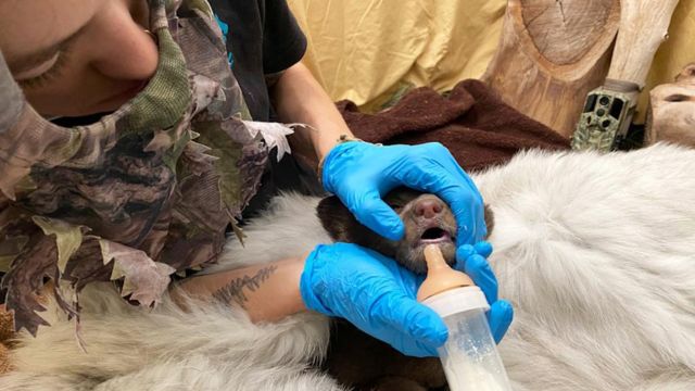 San Diego Humane Society Staff Wear Bear Costumes to Aid Cub Rehabilitation