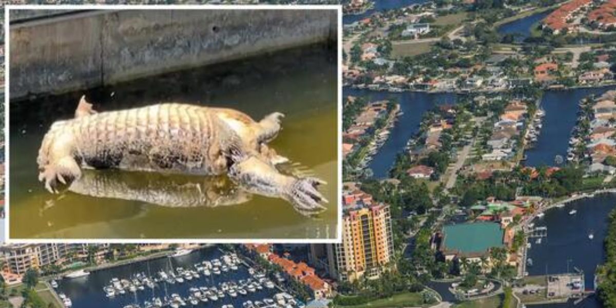 Headless, Tailless Alligator Found in Florida Canal Sparks Investigation