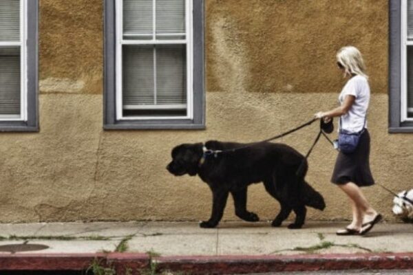 Is Your Backyard Setup Breaking the Law in Maryland Pet Owners Beware