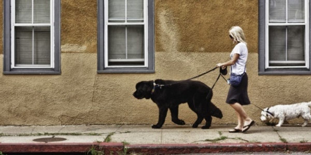Is Your Backyard Setup Breaking the Law in Maryland Pet Owners Beware